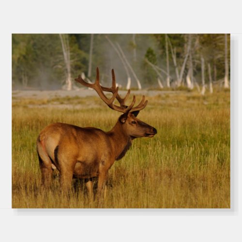 Rocky Mountain Elk  Yellowstone National Park Foam Board