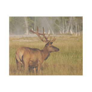 Rocky Mountain Elk   Yellowstone National Park Gallery Wrap