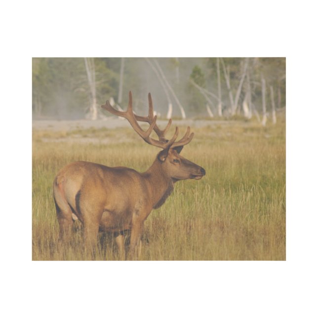 Rocky Mountain Elk | Yellowstone National Park Gallery Wrap (Front)