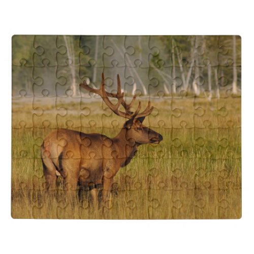 Rocky Mountain Elk  Yellowstone National Park Jigsaw Puzzle