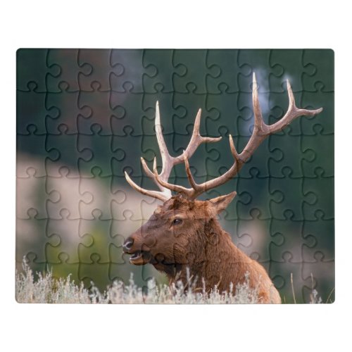 Rocky Mountain Elk Yellowstone National Park Jigsaw Puzzle