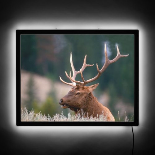 Rocky Mountain Elk Yellowstone National Park LED Sign