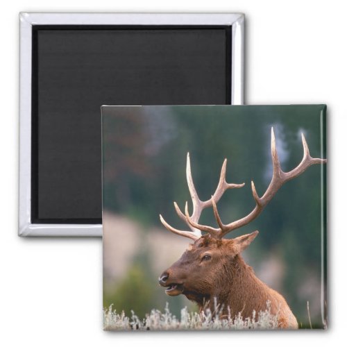 Rocky Mountain Elk Yellowstone National Park Magnet