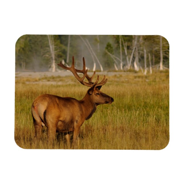 Rocky Mountain Elk | Yellowstone National Park Magnet (Horizontal)