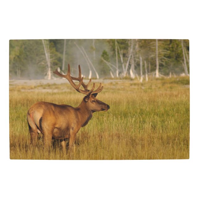 Rocky Mountain Elk | Yellowstone National Park Metal Print (Front)