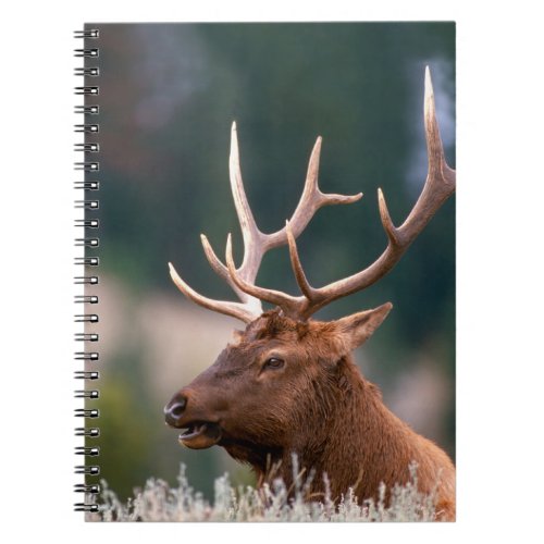 Rocky Mountain Elk Yellowstone National Park Notebook