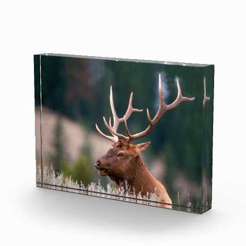 Rocky Mountain Elk Yellowstone National Park Photo Block