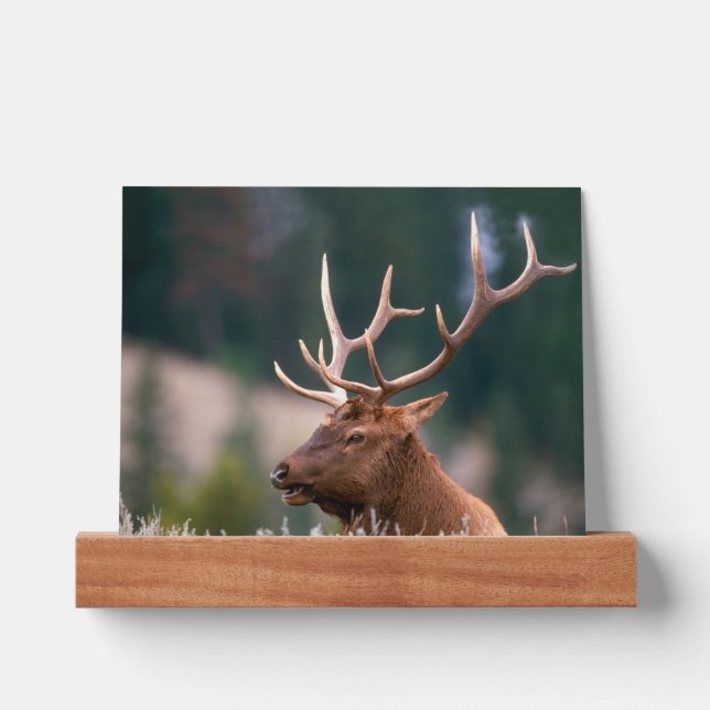 Rocky Mountain Elk Yellowstone National Park Picture Ledge (Front)