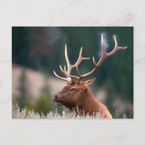 Rocky Mountain Elk Yellowstone National Park Postcard
