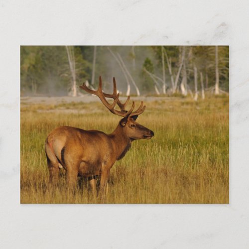 Rocky Mountain Elk  Yellowstone National Park Postcard