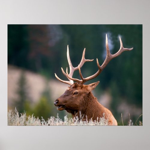 Rocky Mountain Elk Yellowstone National Park Poster