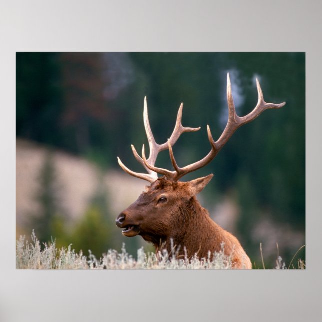 Rocky Mountain Elk Yellowstone National Park Poster (Front)