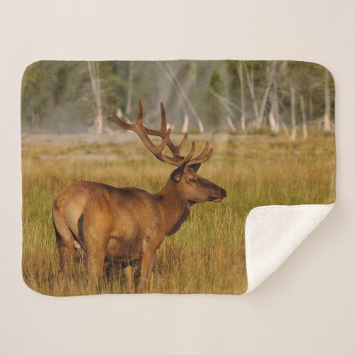 Rocky Mountain Elk  Yellowstone National Park Sherpa Blanket