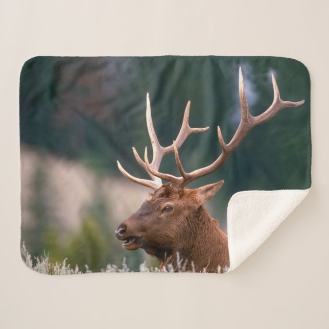 Rocky Mountain Elk Yellowstone National Park Sherpa Blanket (Front (Horizontal))