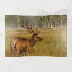 Rocky Mountain Elk   Yellowstone National Park Trinket Tray