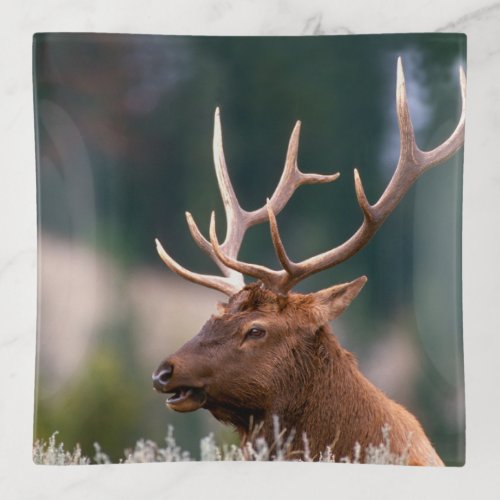 Rocky Mountain Elk Yellowstone National Park Trinket Tray