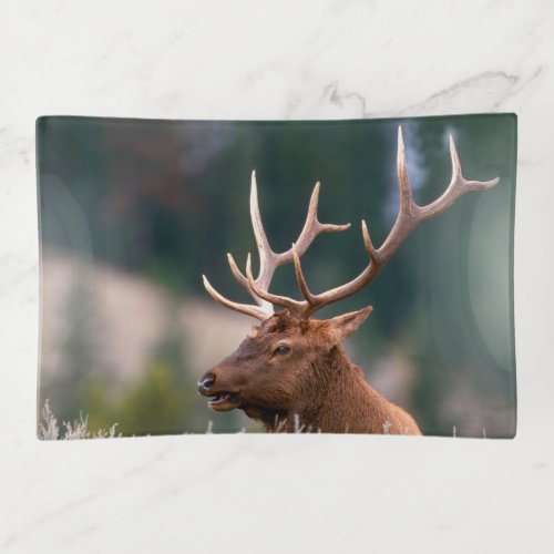 Rocky Mountain Elk Yellowstone National Park Trinket Tray