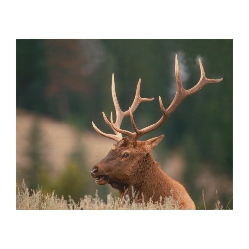 Rocky Mountain Elk Yellowstone National Park Wood Wall Art