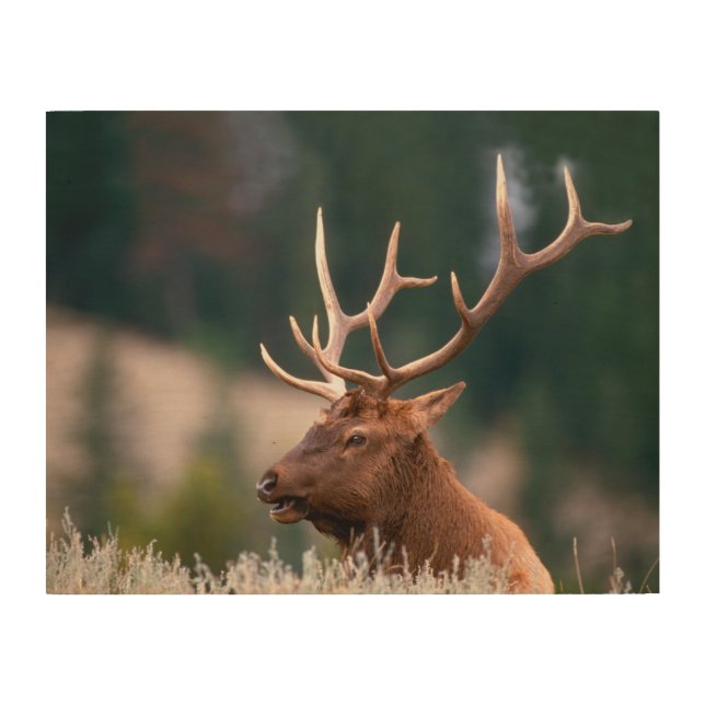 Rocky Mountain Elk Yellowstone National Park Wood Wall Art (Front)