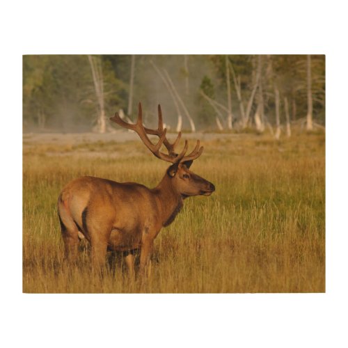 Rocky Mountain Elk  Yellowstone National Park Wood Wall Art