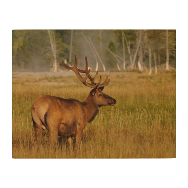 Rocky Mountain Elk | Yellowstone National Park Wood Wall Art (Front)