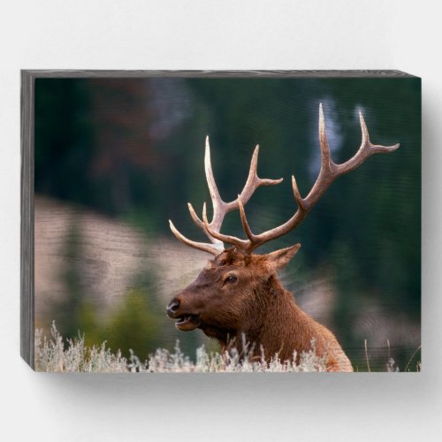 Rocky Mountain Elk Yellowstone National Park Wooden Box Sign