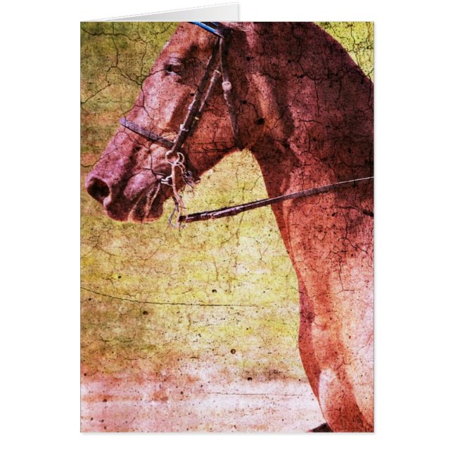 Rocky Mountain Equine Cards (Front)