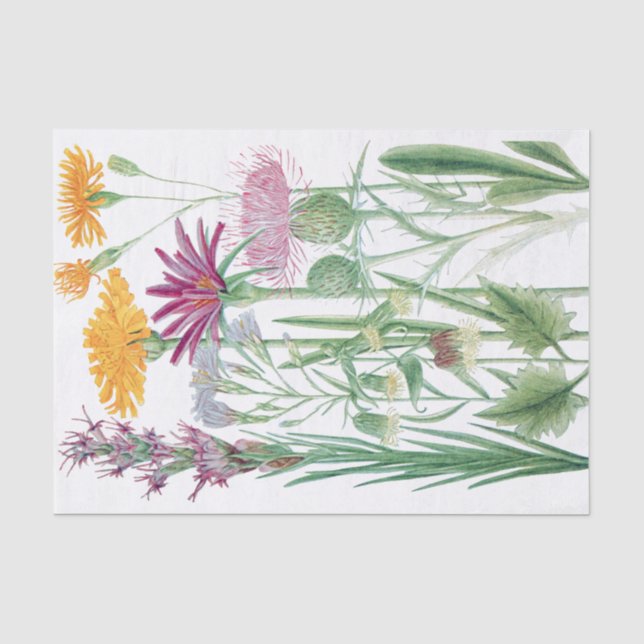 Rocky Mountain Flowers Custom Color Tissue Paper (Front)