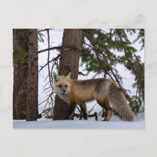 Rocky Mountain Fox Colorado Wildlife Postcard