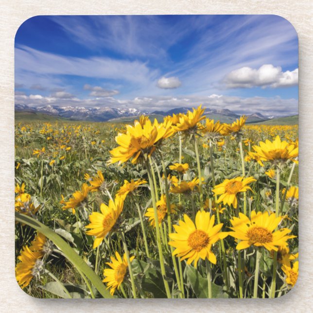 Rocky Mountain Front Range Beverage Coaster (Front)