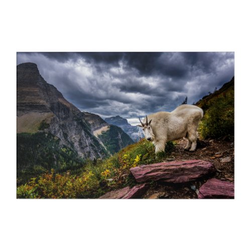 Rocky Mountain Goat Acrylic Print