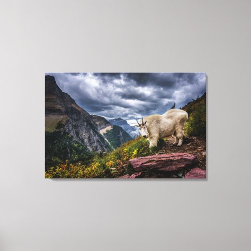 Rocky Mountain Goat Canvas Print