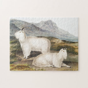 Rocky Mountain Goat (Capra Americana) Illustration Jigsaw Puzzle