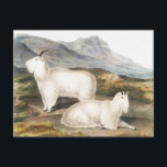 Rocky Mountain Goat (Capra Americana) Illustration Postcard<br><div class="desc">Rocky Mountain Goat (Capra Americana) from the viviparous quadrupeds of North America (1845) illustrated by John Woodhouse Audubon (1812-1862).</div>