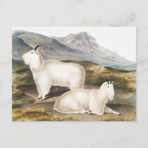Rocky Mountain Goat (Capra Americana) Illustration Postcard