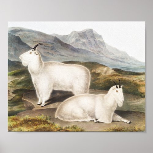Rocky Mountain Goat Capra Americana Illustration Poster