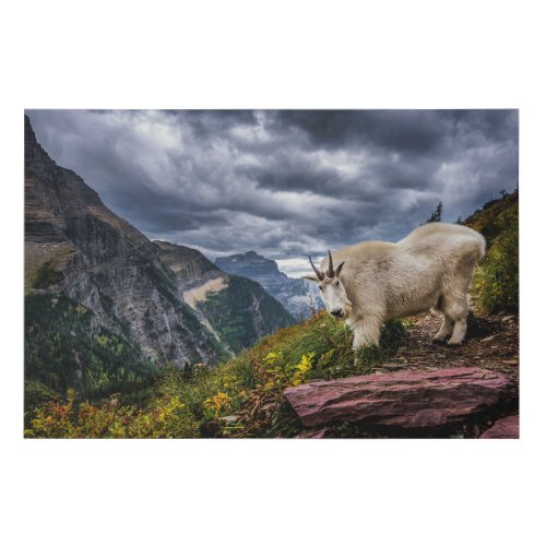 Rocky Mountain Goat Faux Canvas Print