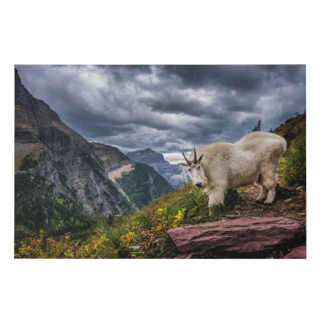 Rocky Mountain Goat Faux Canvas Print (Front)