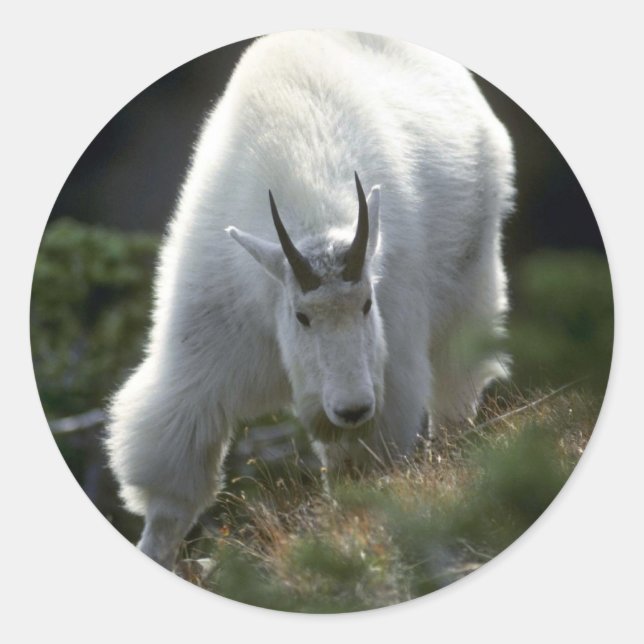Rocky mountain goat (Large male) Classic Round Sticker (Front)