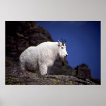 Rocky mountain goat (Large male) Poster