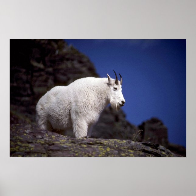 Rocky mountain goat (Large male) Poster (Front)