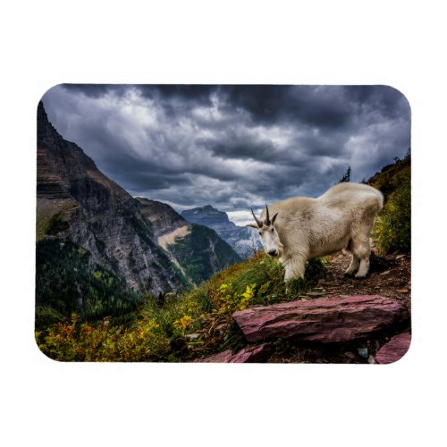 Rocky Mountain Goat Magnet