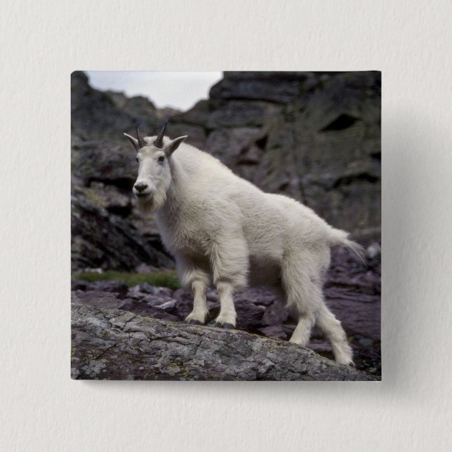Rocky mountain goat pinback button (Front)