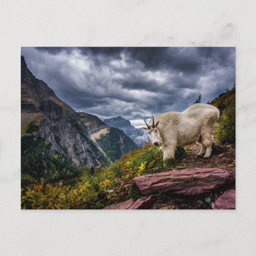 Rocky Mountain Goat Postcard