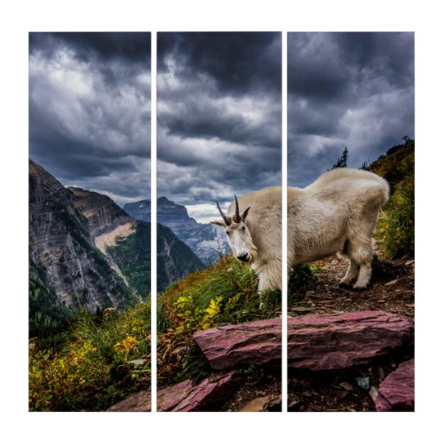 Rocky Mountain Goat Triptych