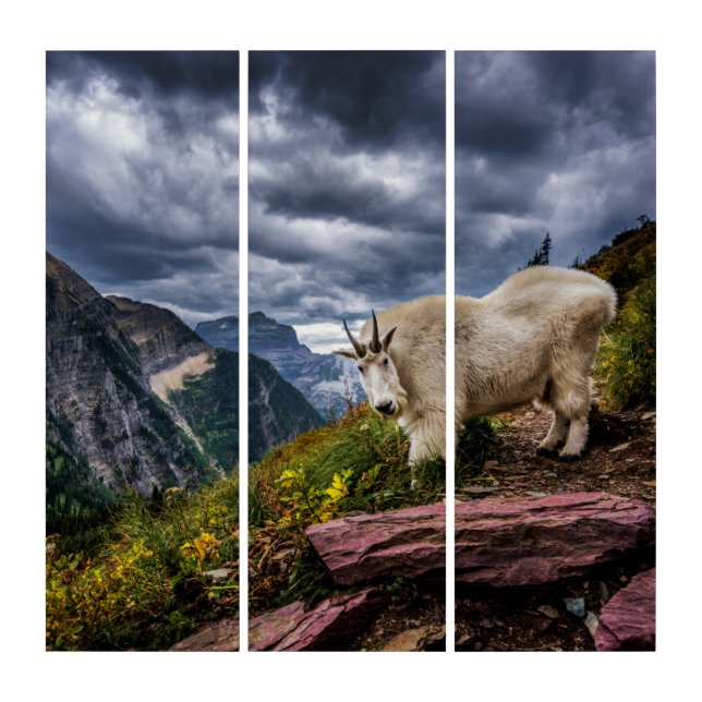 Rocky Mountain Goat Triptych (Front)