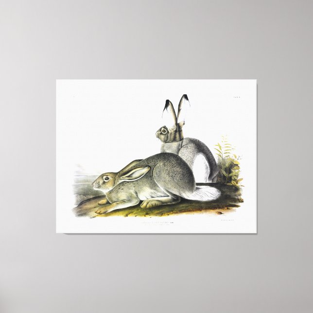 Rocky Mountain Hare or White-tailed Jackrabbit Canvas Print (Front)