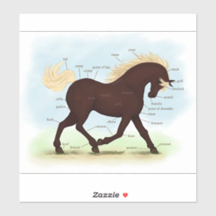 Rocky Mountain Horse Equestrian Anatomy Chart Sticker