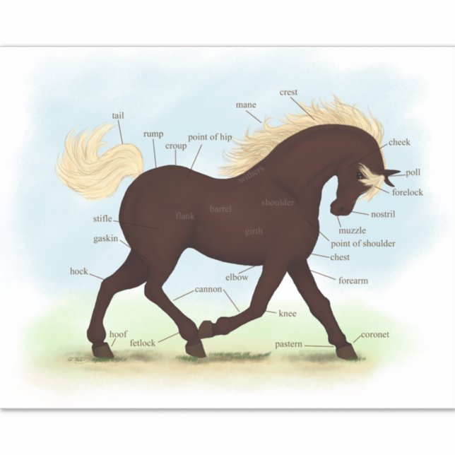 Rocky Mountain Horse Equine Anatomy Chart Sticker (Front)