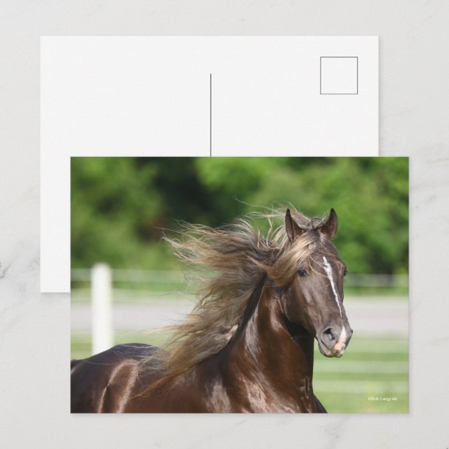 Rocky Mountain Horse Stallion Headshot Postcard (Front/Back)
